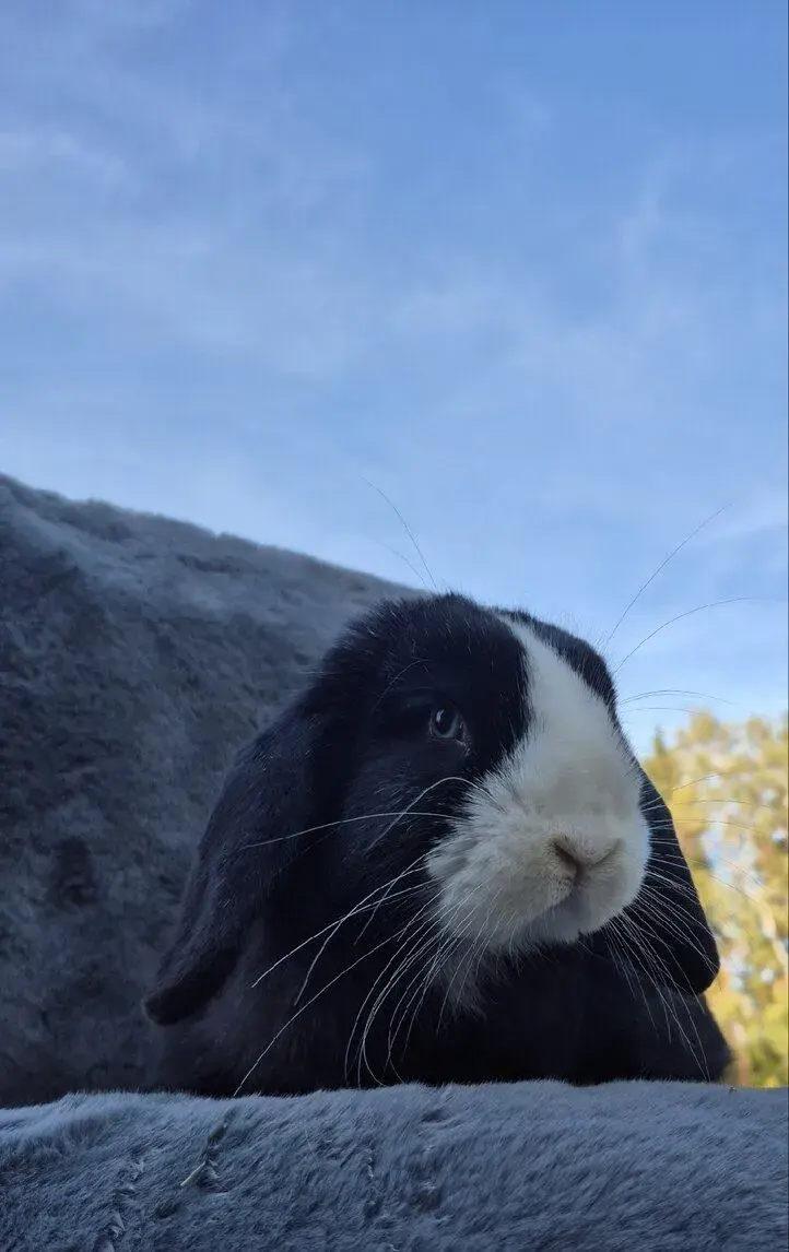 Minilop zakrslý králík, beránek, sameček 9