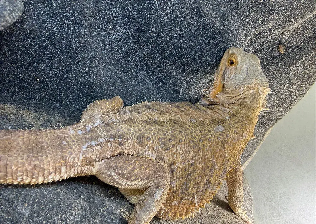 Agama Vousata