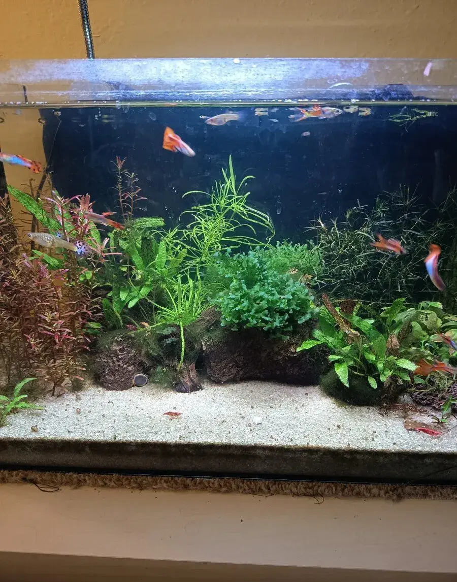 Zaběhnuté akvárium 30 l.