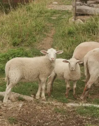 2 beránci