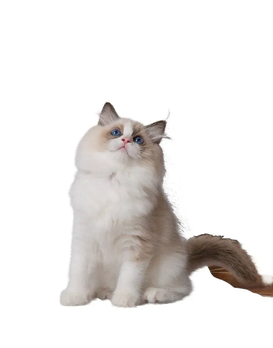 Ragdoll koťátka - extrémně přítulná kočička s PP