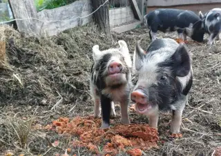Čistokrevná selata kune kune
