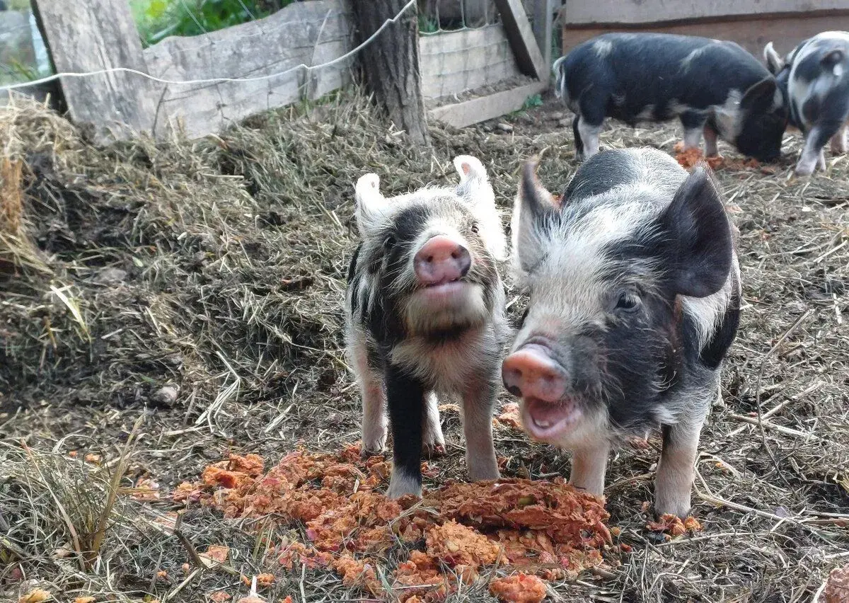 Čistokrevná selata kune kune