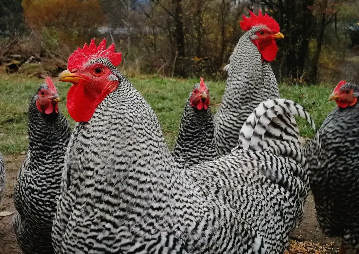 Kohout Amroks
