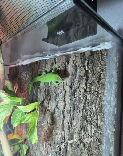 Phelsuma Grandis