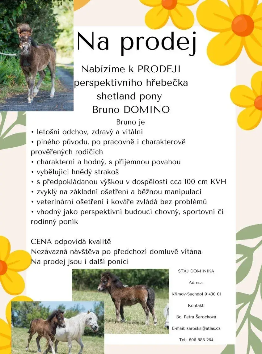 Hříbě shetland pony