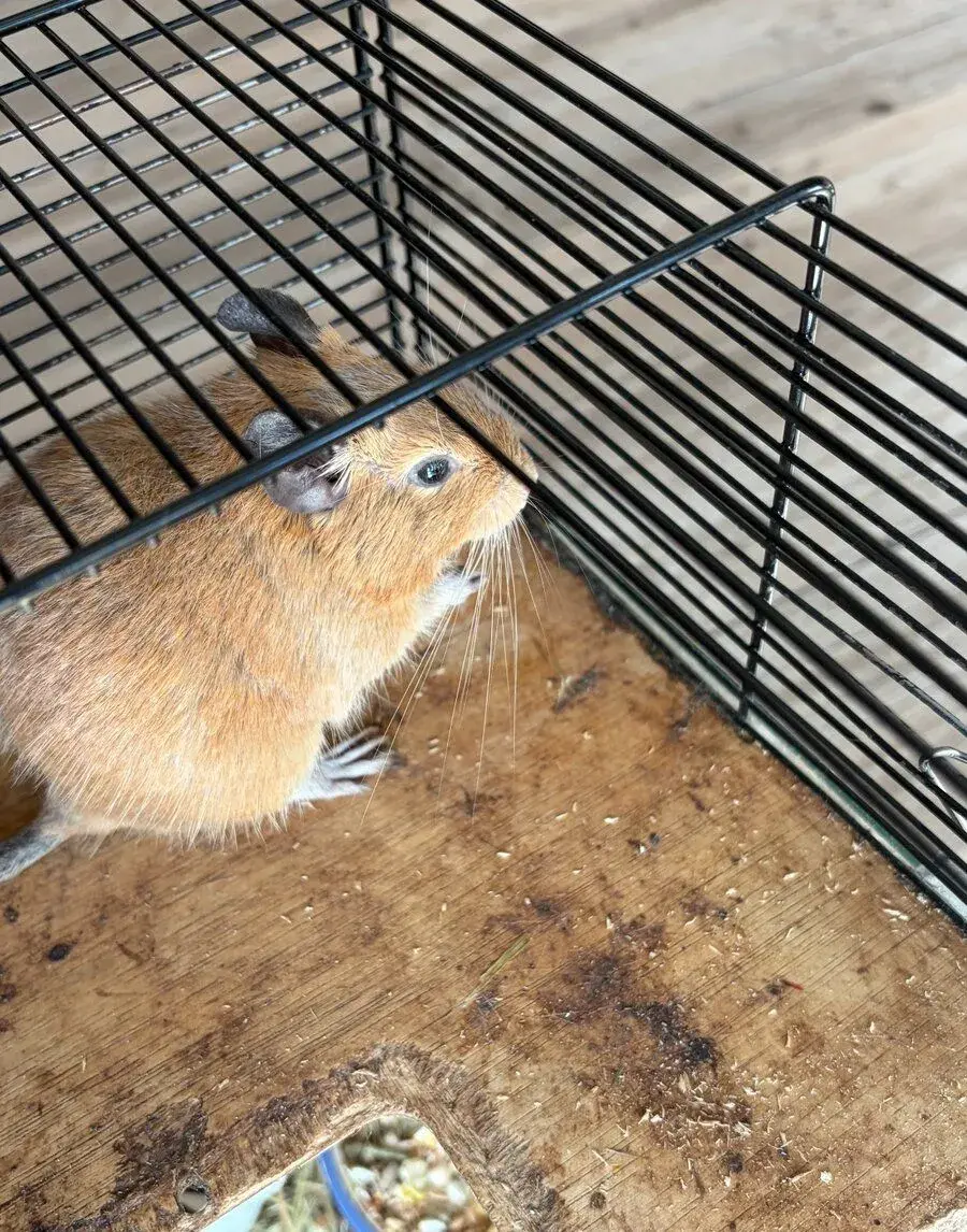 Osmák degu - daruji