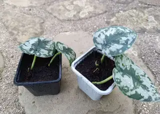 Scindapsus Pictus Exotica