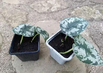 Scindapsus Pictus Exotica