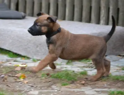 Belgický ovčák malinois-štěňátka s PP