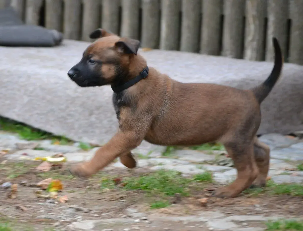 Belgický ovčák malinois-štěňátka s PP
