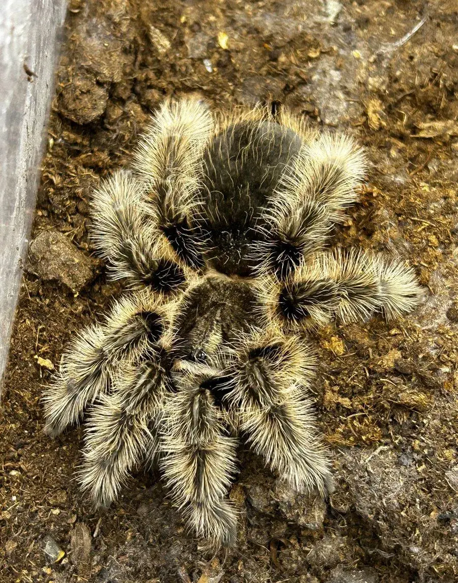 Tliltocatl albopilosus Nicaragua 1. - 2. svlek (ZAČÁTEČNÍK)