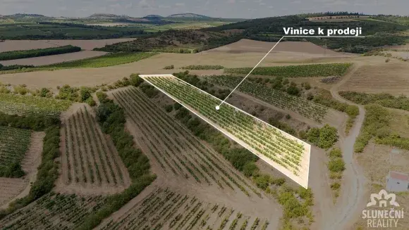Prodej vinice v prestižní vinařské lokalitě Sedlec u Mikulov