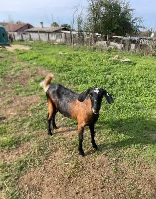 AN mladá koza