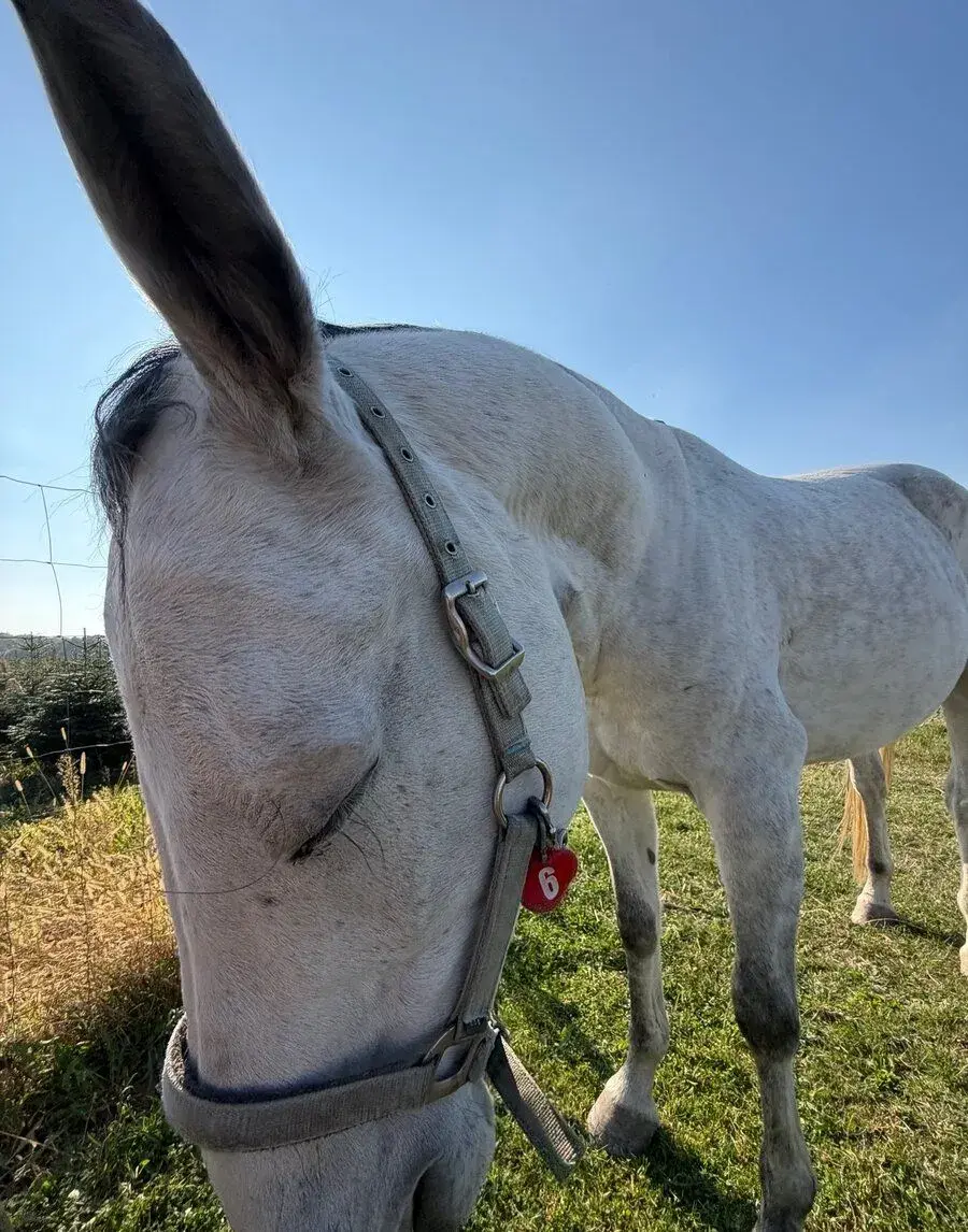 🐴 PRODEJ – 7LETÝ VALACH SHAGYA ARAB – SATOSHI ❤️