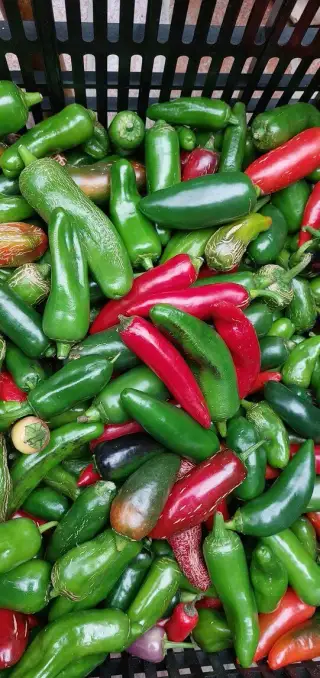 Jalapeňos chili papričky
