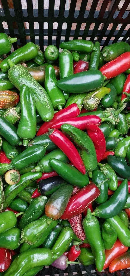 Jalapeňos chili papričky