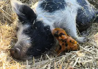 Kune Kune