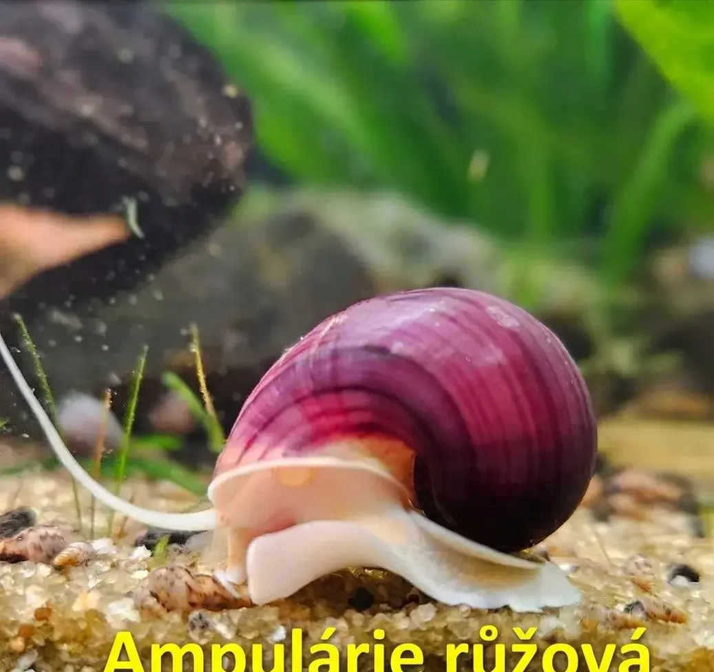 Akvarijní šnek - Ampulárie růžová - možnost zaslat