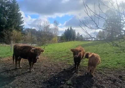 Kráva a jalovice