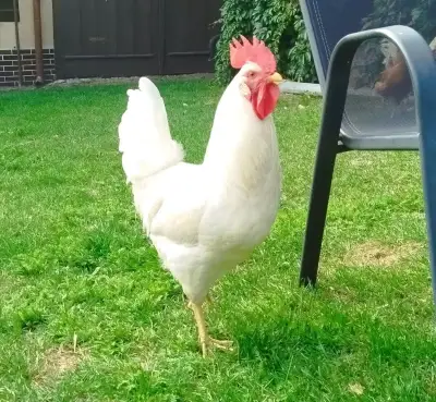 Kohout