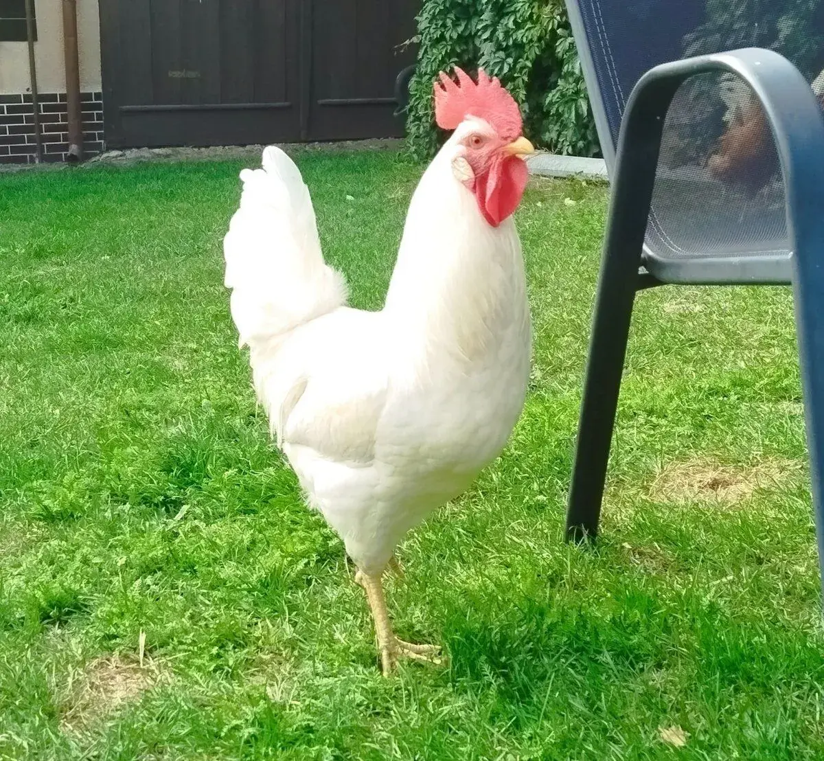 Kohout