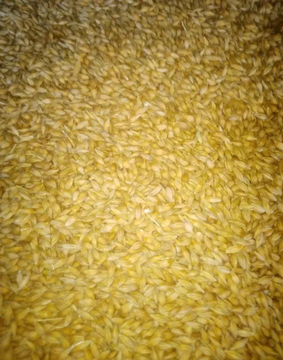 Ječmen