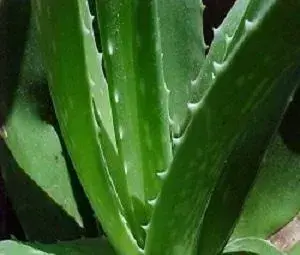 Aloe vera - Léčivá rostlina (rostliny)