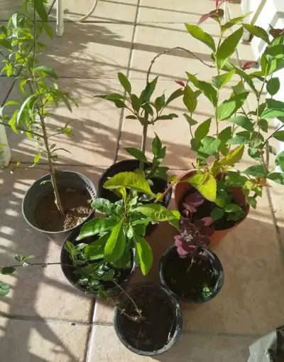 Sada deseti kusů keřů na živý plot, i soliterně