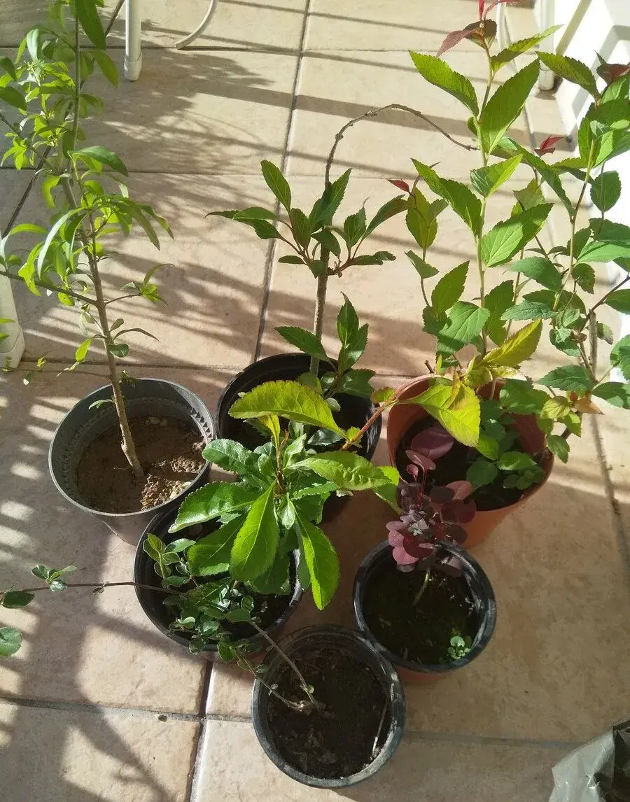 Sada deseti kusů keřů na živý plot, i soliterně
