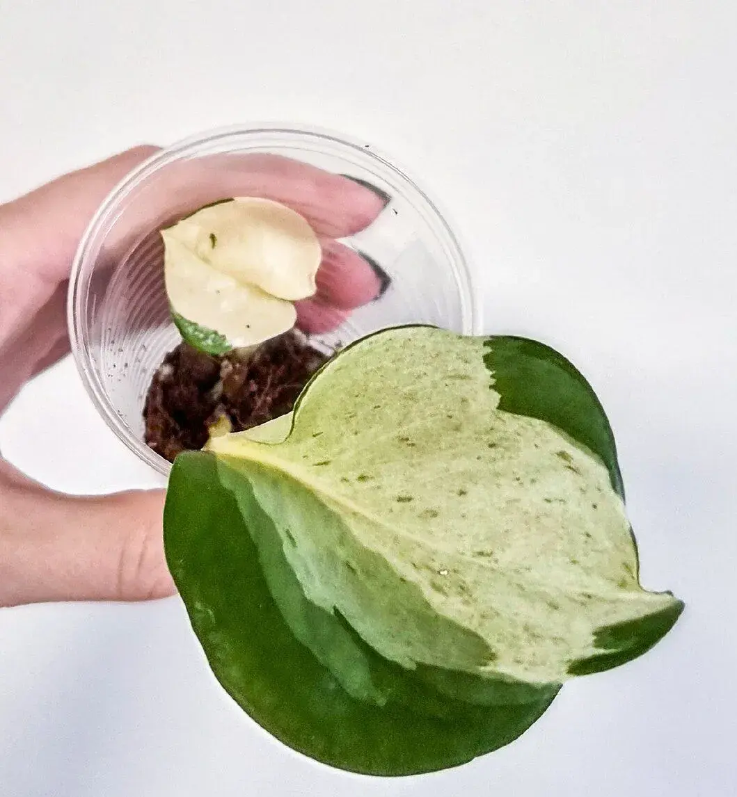 Epipremnum Happy Leaf