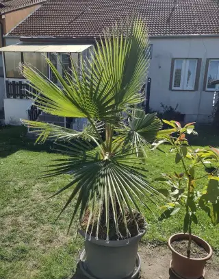 palmy