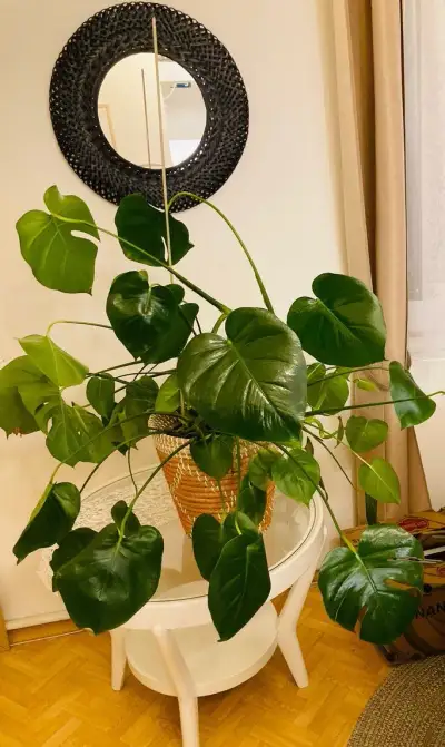 Monstera z La Plevely a pletený koš z mořské trávy