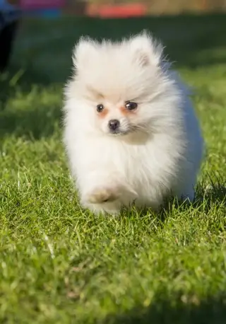 Pomeranian