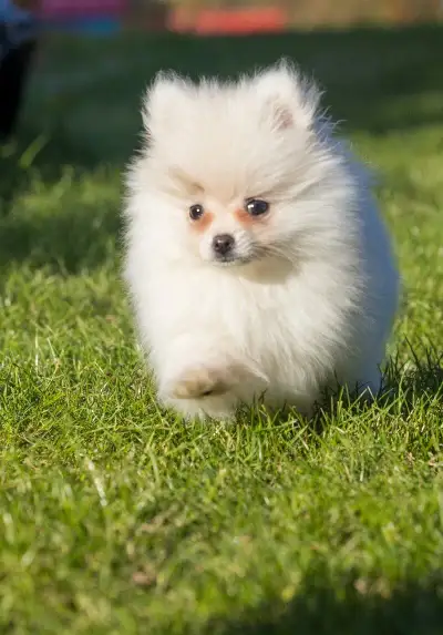 Pomeranian