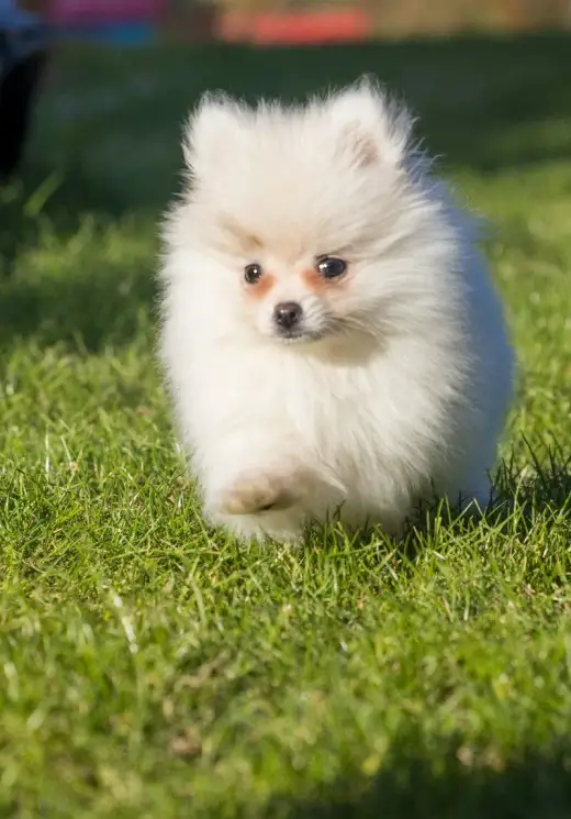 Pomeranian