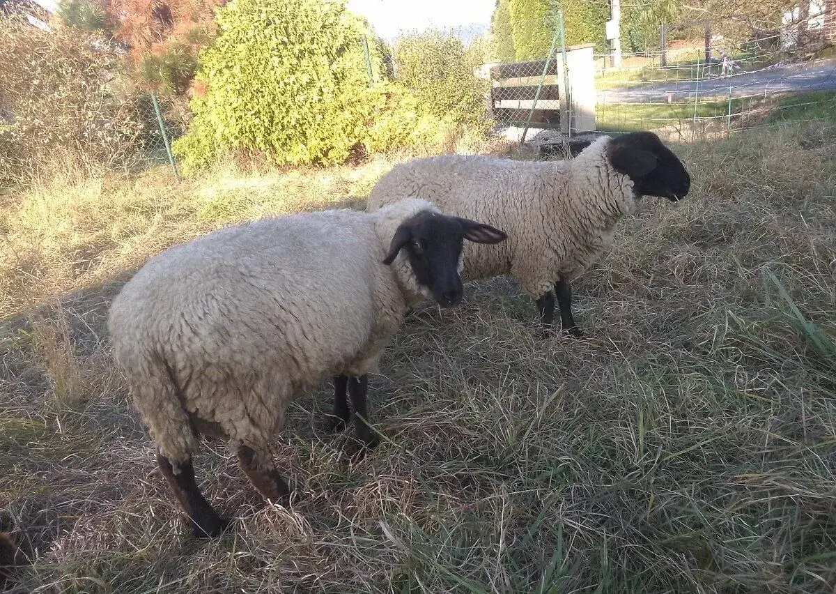 Suffolk letošní berani