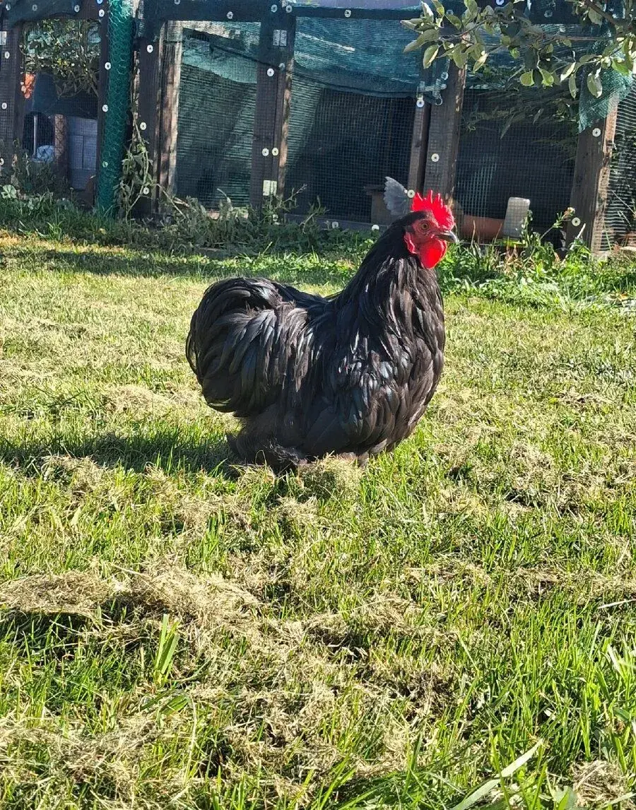 Kočinka zakrslá-kohout