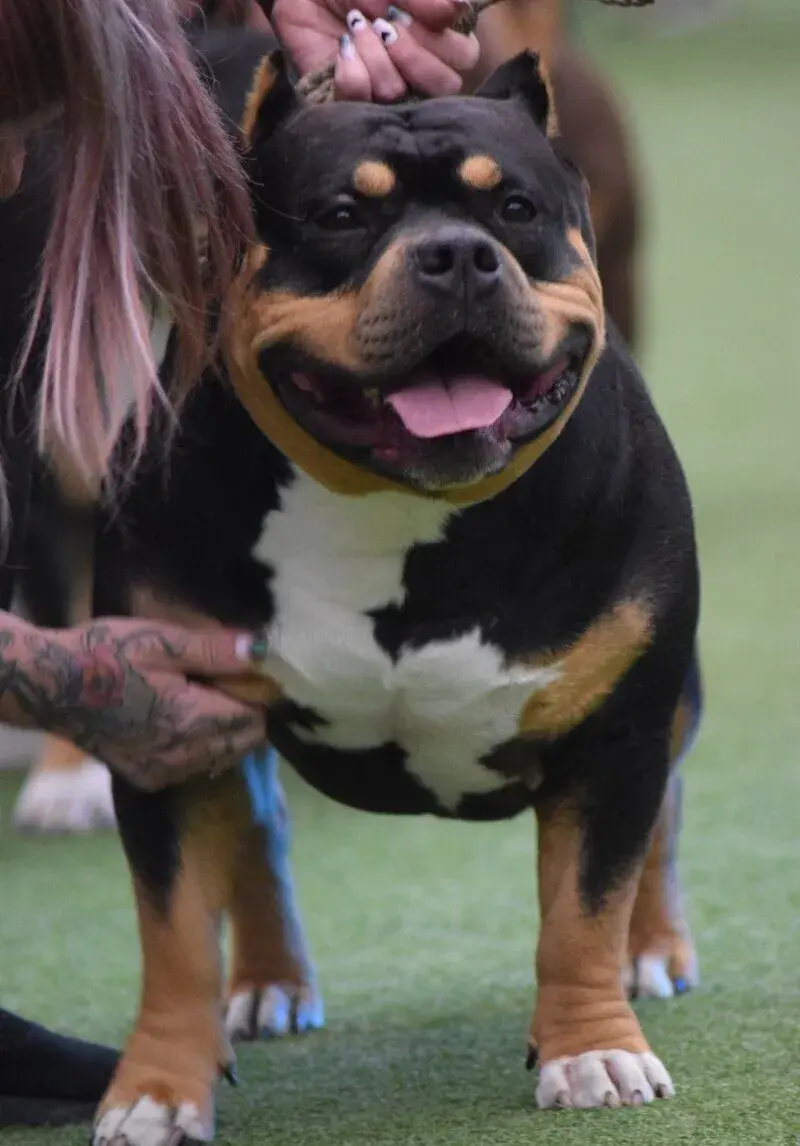 American bully pocket - ABKC Champion - krytí