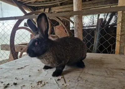 Králíci mix plemen střední velikosti