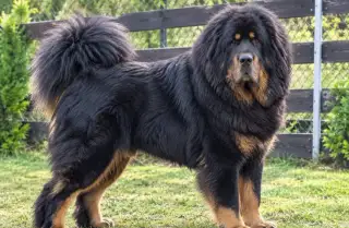 Štěňátka - Tibetská doga - s PP