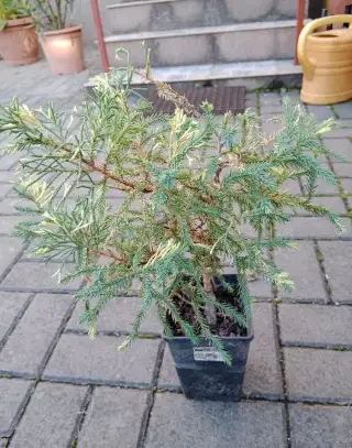 2barevný jehličnan juniperus