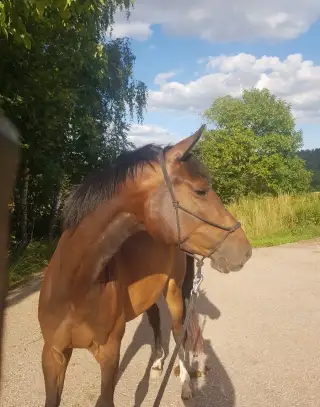 Klisna 9 let