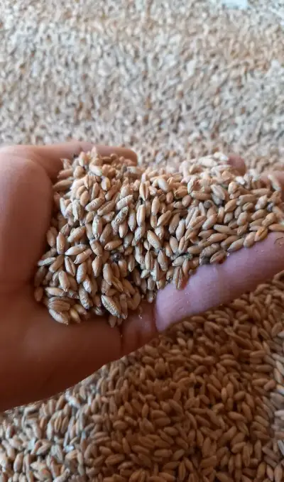 Tritikale ozimé, žito ozimé BIO