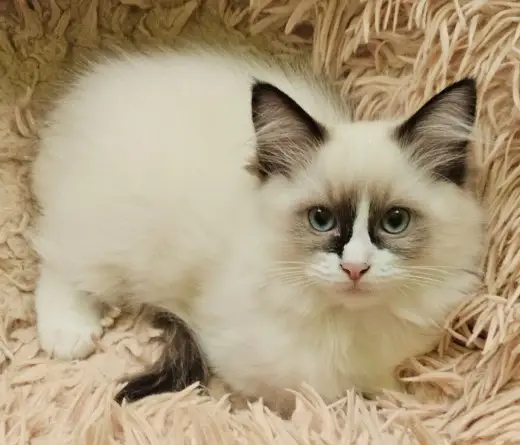Holčička Ragdoll č.2 JIŽ K ODBĚRU