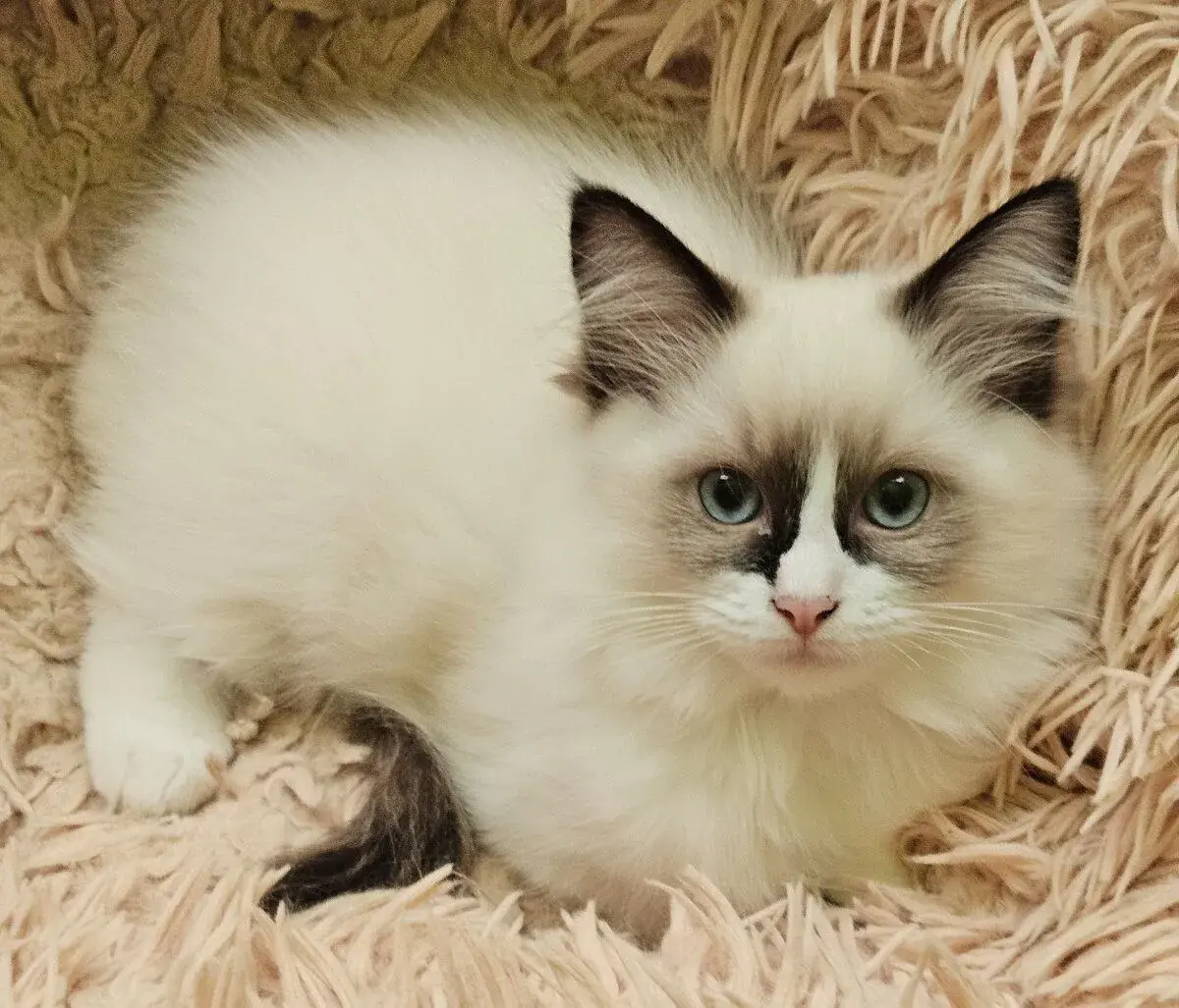 Holčička Ragdoll č.2 JIŽ K ODBĚRU
