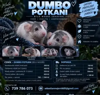 Potkan Dumbo