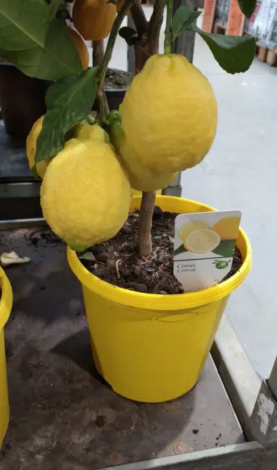 Citrus - Lemon