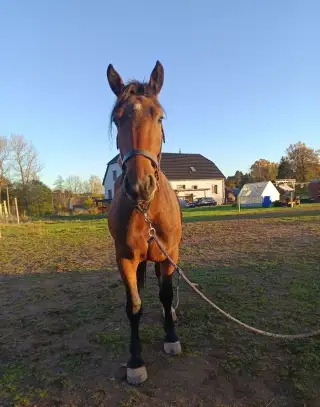 Český norik