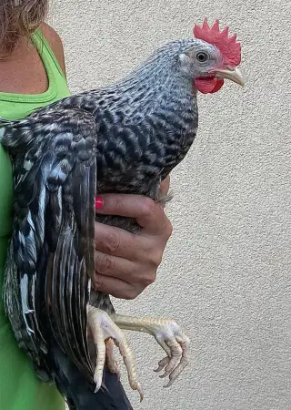 Kohout Vlaška 5 měsíců